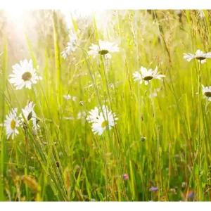 Begränsat erbjudande FOTOTAPET Daisy Field 300x231 - Inredning & dekor