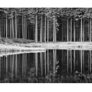 Canvastavla - Svartvit skogsscen med spegelbild i vattnet Svart / Vitt / Grått - Inredning Sista chansen