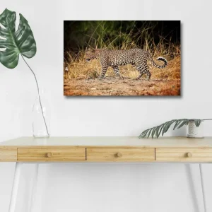 Canvastavla med LED-belysning - Leopard som smyger genom det torra gräset Guldbrun / Svart / Vit - Inredning Extra rabatt