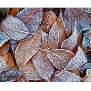 Nedsatt pris Canvastavla - Frostiga höstlöv i varma nyanser Orange / Grå / Vit - Inredning
