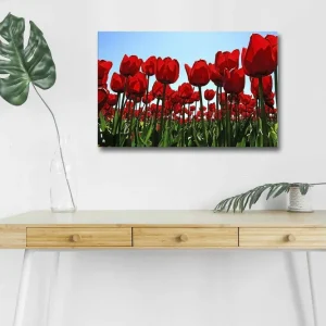 Canvastavla med LED-belysning - Färgrik tulpanfält i full blomning Röd / Grön - Inredning I lager