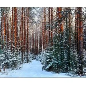 Canvastavla - Snötäckt skog med höga, raka tallar Grön / Brun / Vit - Inredning Snabb frakt