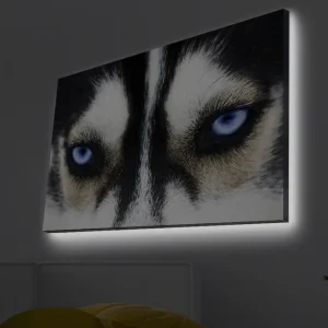 Canvastavla med LED-belysning - Närbild av en hund med intensiva blå ögon Svart / Vit / Blå - Inredning Fynd