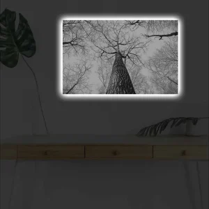 Begränsad tid Canvastavla med LED-belysning - Högt perspektiv av en tall med grenar som sträcker sig mot himlen Svart / Vitt - Inredning