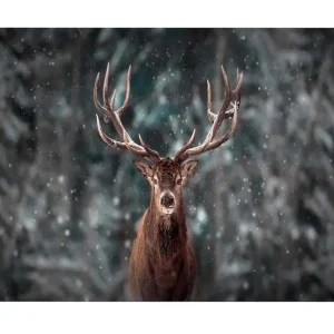 Canvastavla - Ståtlig älg med imponerande horn i snöig skogsmiljö Brun / Grå / Vit - Inredning Sänkt pris