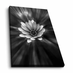 Canvastavla - Svartvit blomma med strålar av ljus som skapar en dramatisk effekt Svart / Vit / Grå - Inredning Handla nu