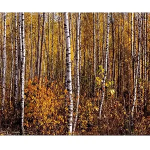 Sista chansen Canvastavla - Höstlig skog med björkar och gyllene löv Guld / Vit / Brun - Inredning