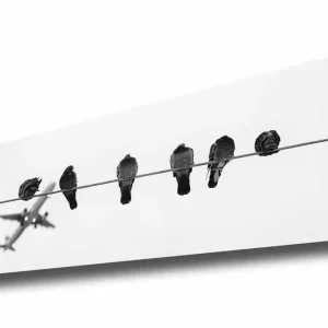 Canvastavla - Fåglar på en ledning med ett flygplan i bakgrunden Svart / Vitt - Inredning Billig