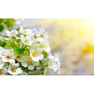 Canvastavla YTY Floral & Botanical Flerfärgad 120x50 cm - Inredning Begränsad tid