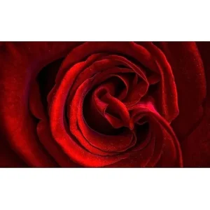 Rabatt Canvastavla YTY Floral & Botanical Flerfärgad 120x50 cm - Inredning