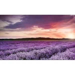 Canvastavla YTY Floral & Botanical Flerfärgad 120x50 cm - Inredning Kampanj