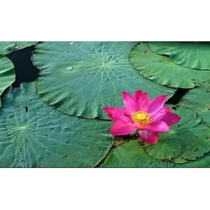 Canvastavla YTY Floral & Botanical Flerfärgad 120x50 cm - Inredning Köp online