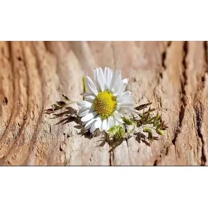 Canvastavla YTY Floral & Botanical Flerfärgad 120x50 cm - Inredning Rabatt