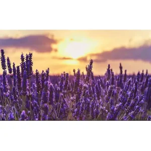 Premium Canvastavla YTY Floral & Botanical Flerfärgad 120x50 cm - Inredning