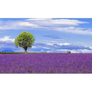 Canvastavla YTY Floral & Botanical Flerfärgad 120x50 cm - Inredning Erbjudandepris