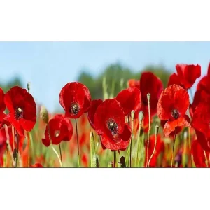 Rabatt Canvastavla YTY Floral & Botanical Flerfärgad 120x50 cm - Inredning